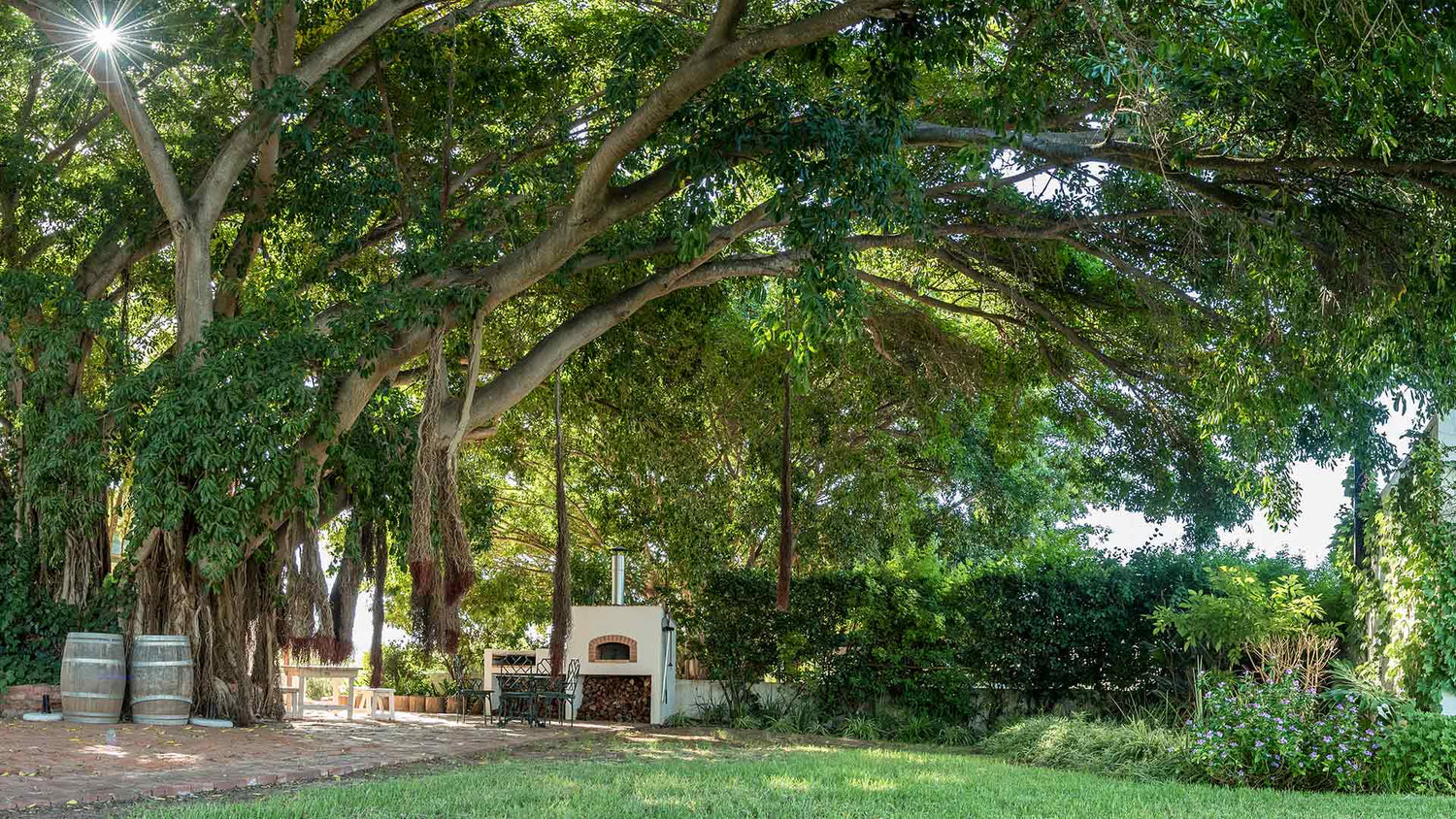 Two oak wine casks rest under the canopy of a very large tree providing shade to the braai (BBQ) area beneath